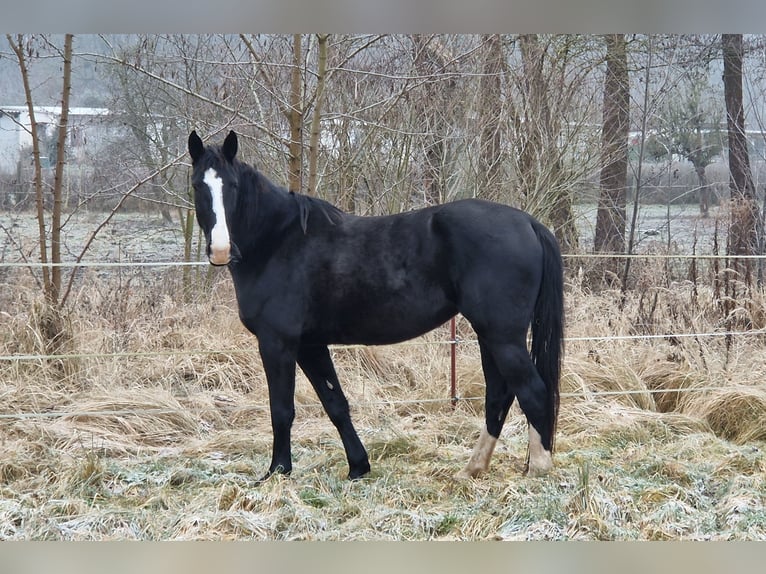 Más caballos centroeuropeos Yegua 5 años 171 cm Negro in Lutherstadt Wittenberg
