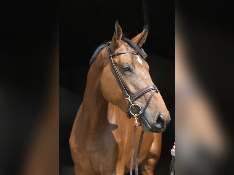 Más caballos centroeuropeos Yegua 5 años 180 cm Castaño in Geilenkirchen