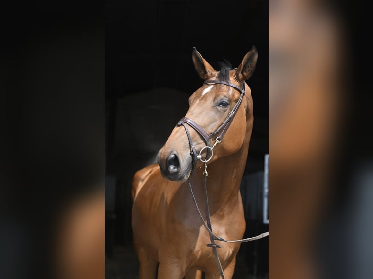 Más caballos centroeuropeos Yegua 5 años 180 cm Castaño in Geilenkirchen