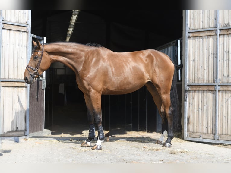 Más caballos centroeuropeos Yegua 5 años 180 cm Castaño in Geilenkirchen