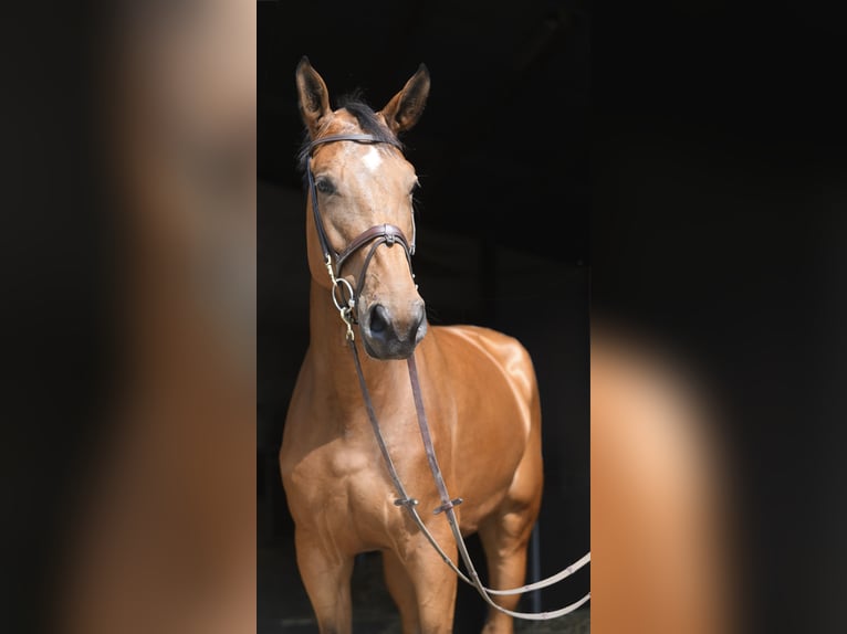 Más caballos centroeuropeos Yegua 5 años 180 cm Castaño in Geilenkirchen