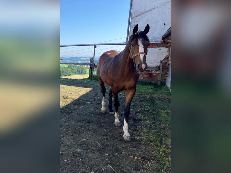 Más caballos centroeuropeos Yegua 5 años Castaño in Karchham