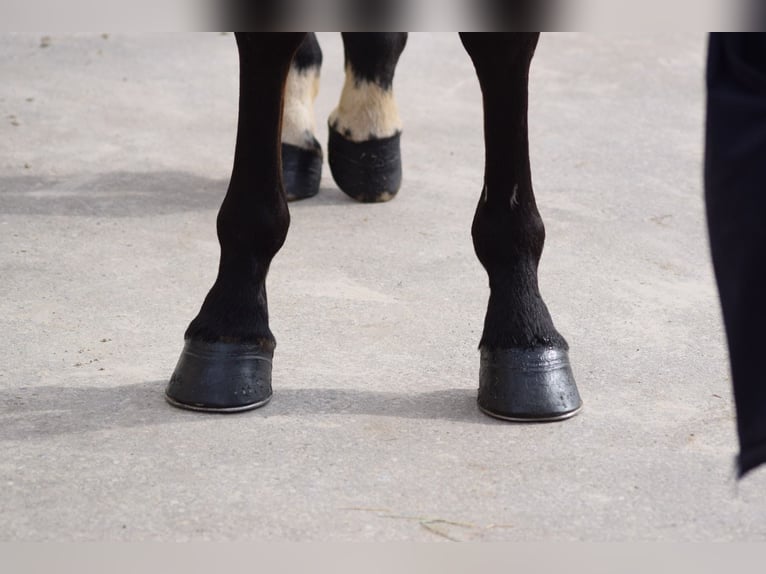 Más caballos centroeuropeos Yegua 5 años Castaño in Colmar