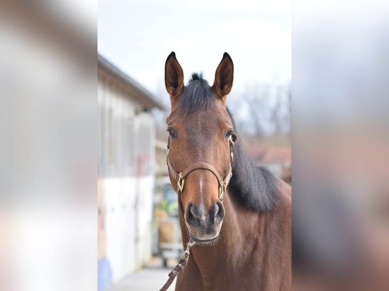 Más caballos centroeuropeos Yegua 5 años Castaño in Colmar