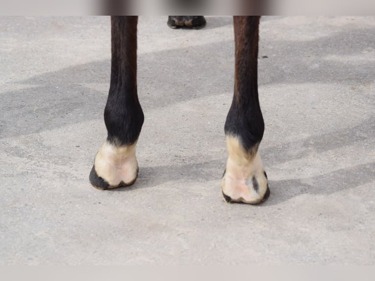 Más caballos centroeuropeos Yegua 5 años Castaño in Colmar