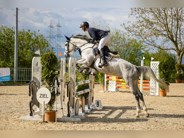 Más caballos centroeuropeos Yegua 5 años Tordo in Mägenwil