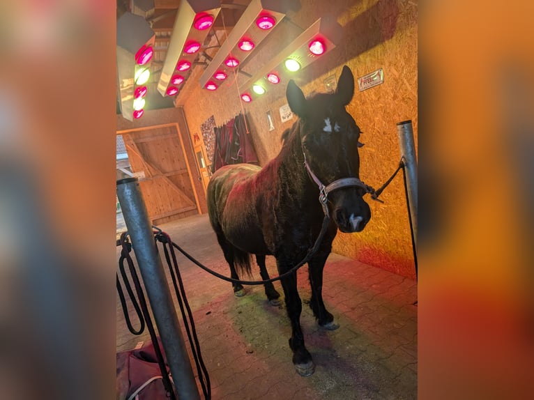 Más caballos centroeuropeos Mestizo Yegua 6 años 145 cm Negro in Möckern