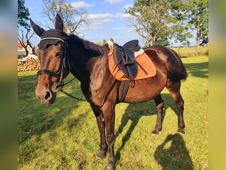 Más caballos centroeuropeos Mestizo Yegua 6 años 145 cm Negro in Möckern