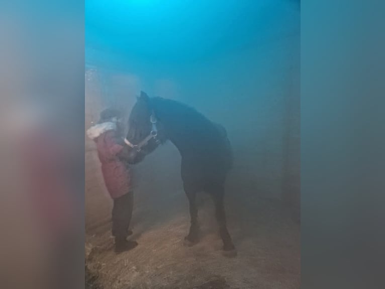 Más caballos centroeuropeos Mestizo Yegua 6 años 145 cm Negro in Möckern