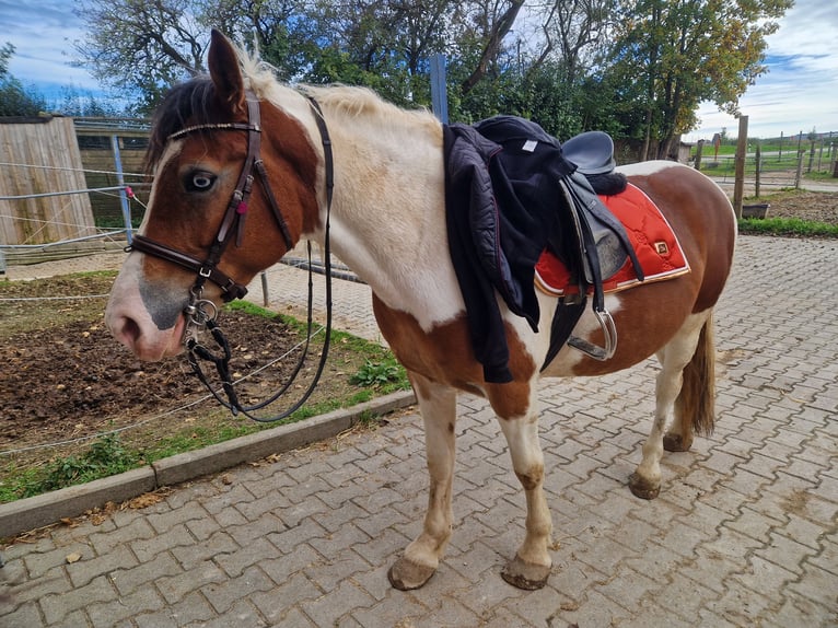 Más caballos centroeuropeos Mestizo Yegua 6 años 150 cm Pío in Aichach