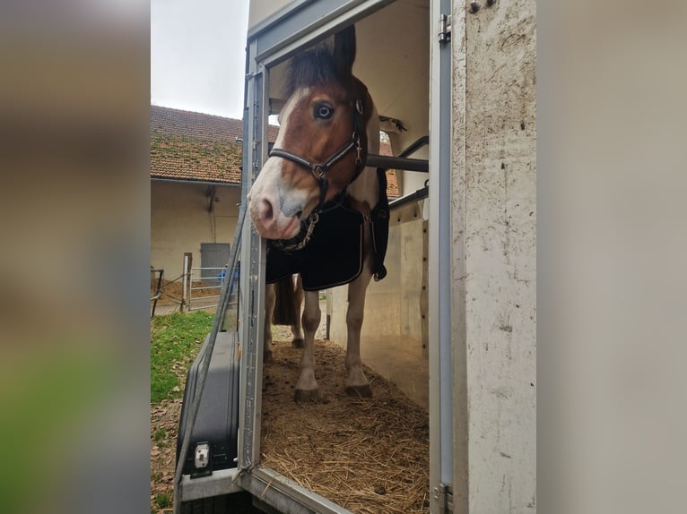 Más caballos centroeuropeos Mestizo Yegua 6 años 150 cm Pío in Aichach