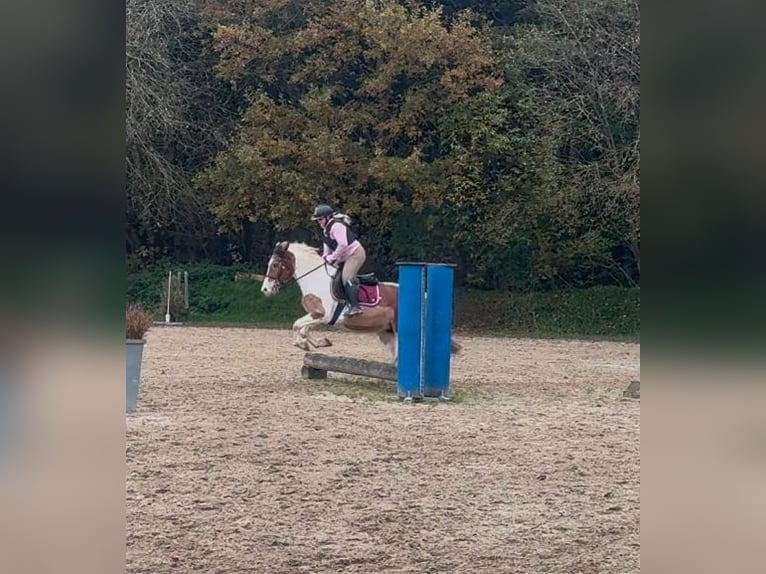 Más caballos centroeuropeos Mestizo Yegua 6 años 150 cm Pío in Aichach