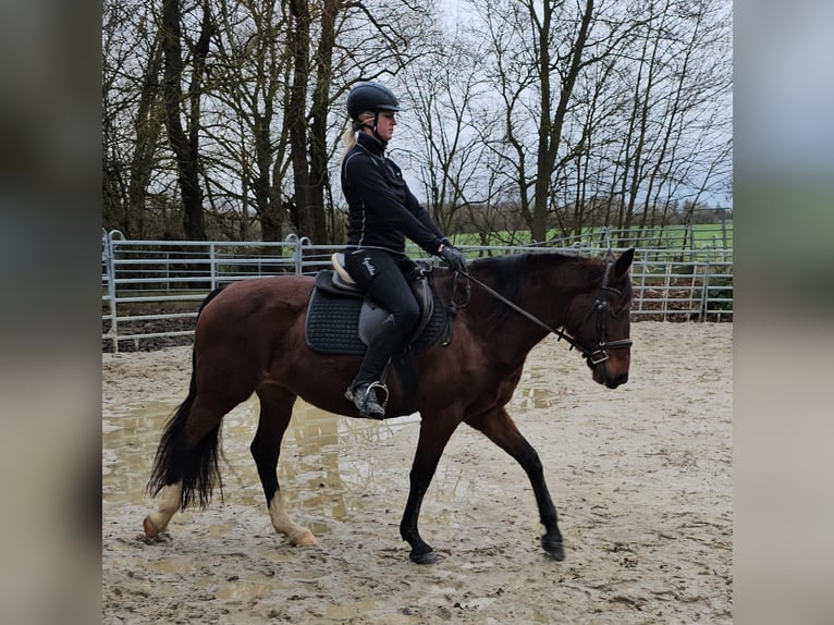 Más caballos centroeuropeos Yegua 6 años 152 cm Castaño in Bad Camberg