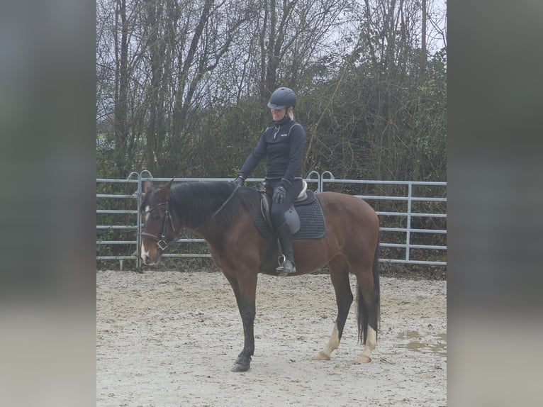 Más caballos centroeuropeos Yegua 6 años 152 cm Castaño in Bad Camberg