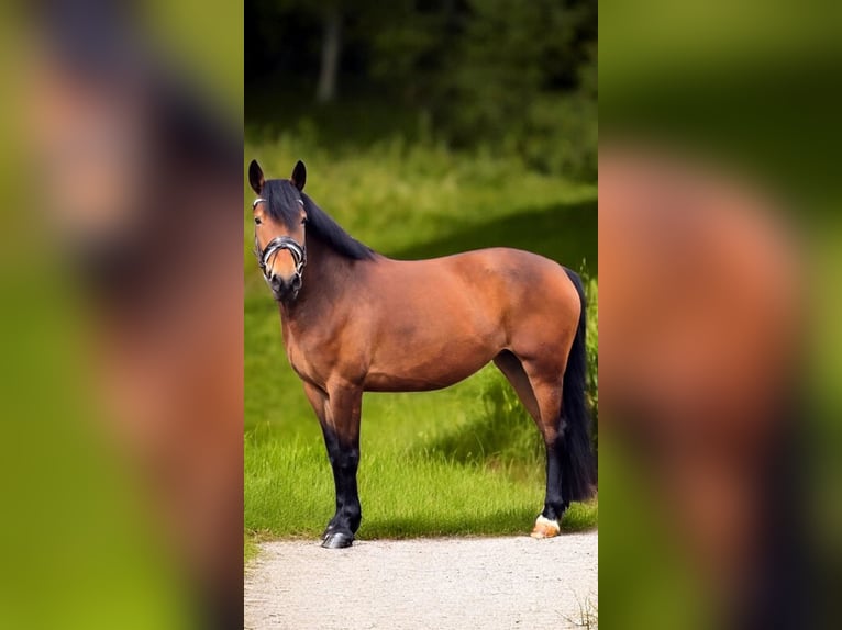 Más caballos centroeuropeos Yegua 6 años 155 cm Castaño in Warendorf