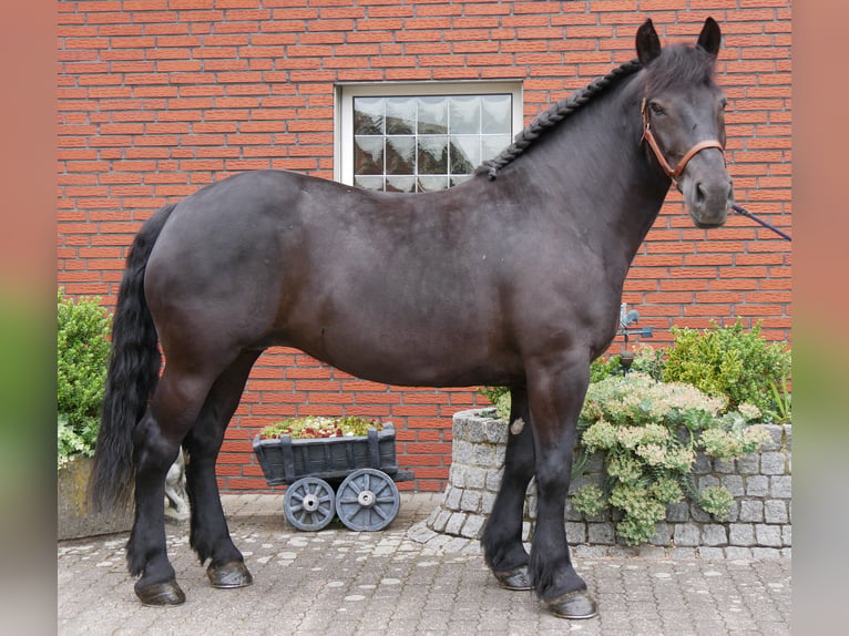 Más caballos centroeuropeos Yegua 6 años 155 cm Negro in Dorsten