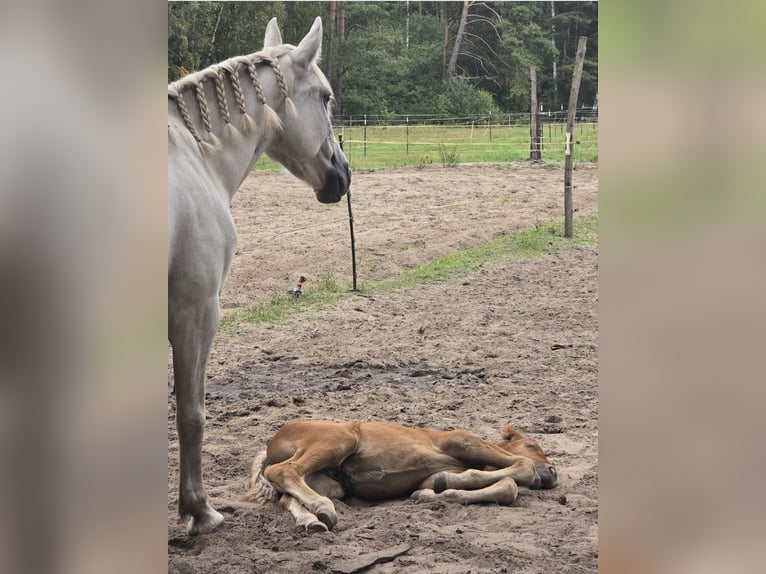 Más caballos centroeuropeos Yegua 6 años 155 cm Tordo in M&#xFC;hlenbeck