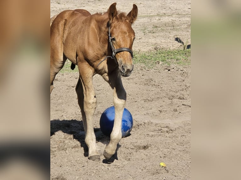 Más caballos centroeuropeos Yegua 6 años 155 cm Tordo in M&#xFC;hlenbeck