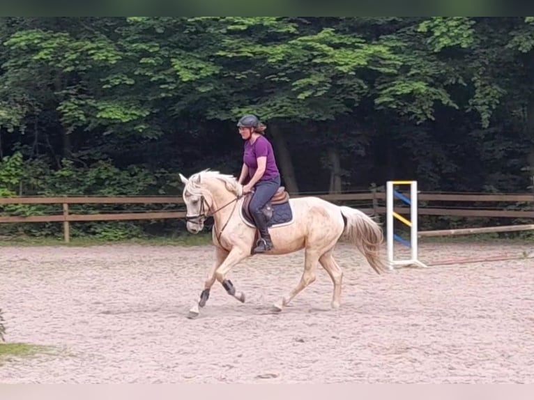 Más caballos centroeuropeos Yegua 6 años 156 cm Palomino in Braunschweig