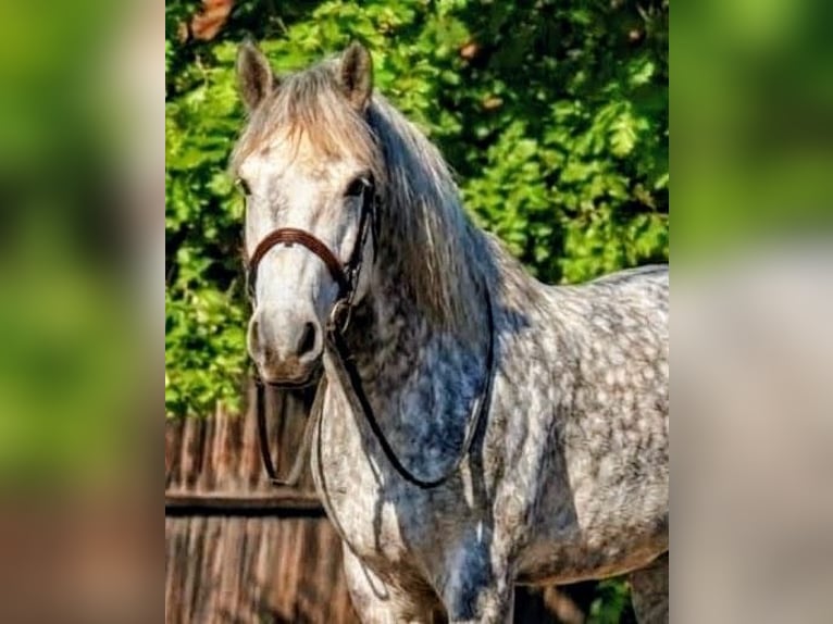 Más caballos centroeuropeos Mestizo Yegua 6 años 157 cm Tordo rodado in Békéscsaba