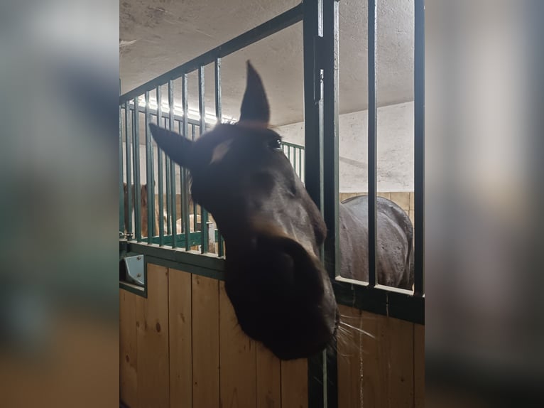 Más caballos centroeuropeos Yegua 6 años 158 cm Morcillo in Hennberg