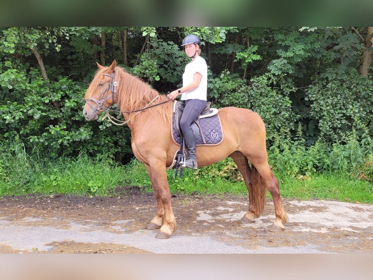 Más caballos centroeuropeos Yegua 6 años 160 cm Alazán in Großalmerode