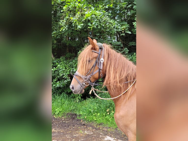 Más caballos centroeuropeos Yegua 6 años 160 cm Alazán in Großalmerode