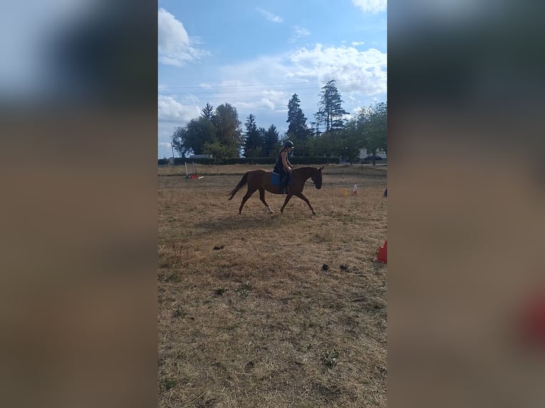 Más caballos centroeuropeos Mestizo Yegua 6 años 160 cm Alazán-tostado in Albbruck