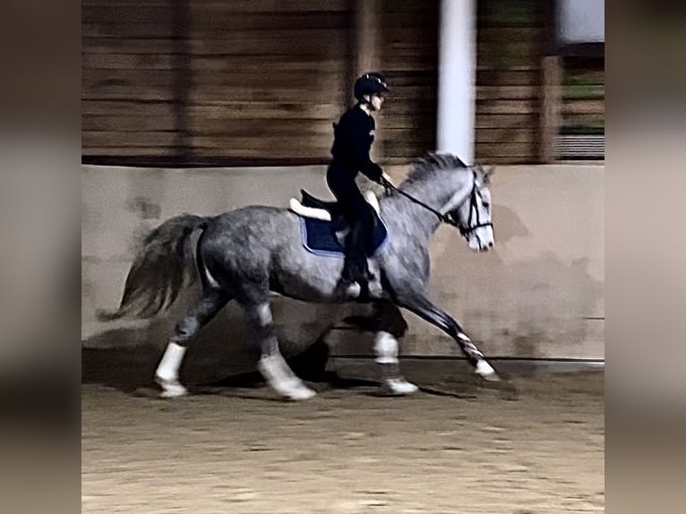 Más caballos centroeuropeos Mestizo Yegua 6 años 160 cm Tordo in Lidzbark