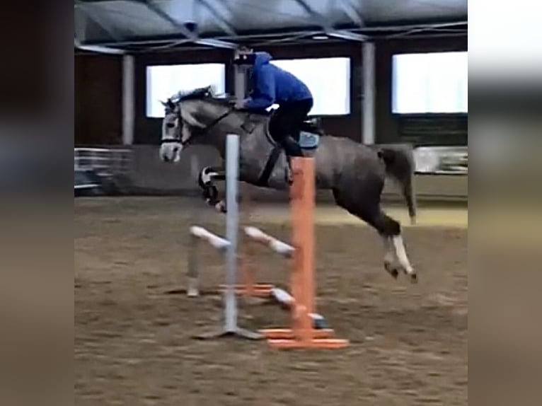 Más caballos centroeuropeos Mestizo Yegua 6 años 160 cm Tordo in Lidzbark