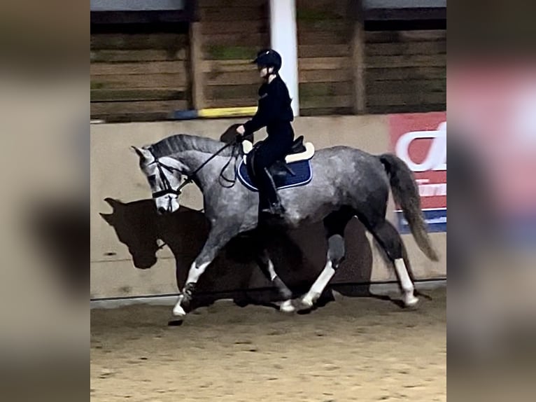 Más caballos centroeuropeos Mestizo Yegua 6 años 160 cm Tordo in Lidzbark