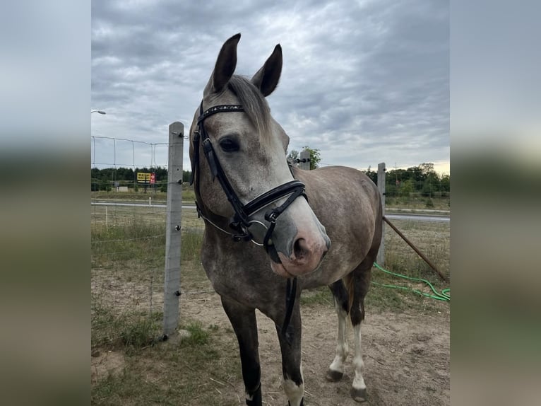 Más caballos centroeuropeos Mestizo Yegua 6 años 160 cm Tordo in Lidzbark