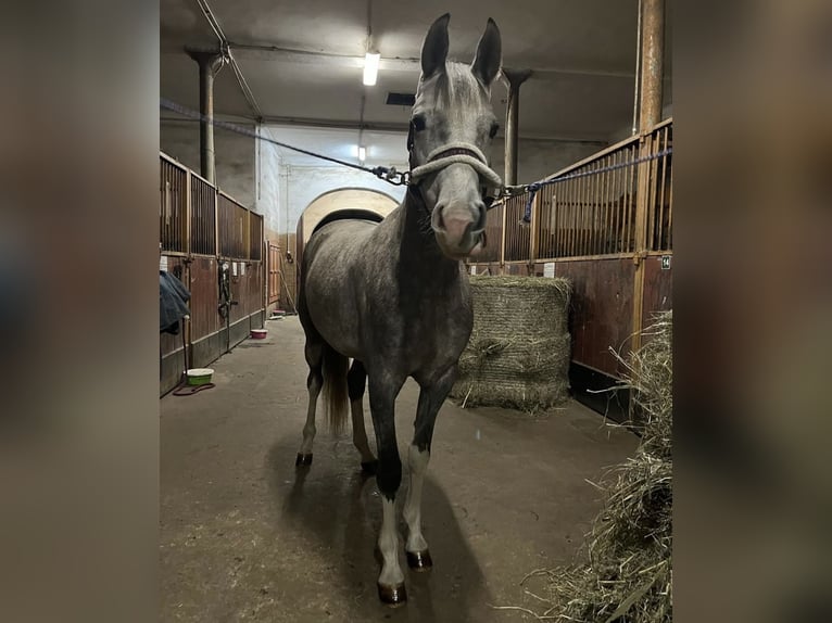 Más caballos centroeuropeos Mestizo Yegua 6 años 160 cm Tordo in Lidzbark