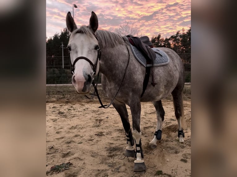 Más caballos centroeuropeos Mestizo Yegua 6 años 160 cm Tordo in Lidzbark