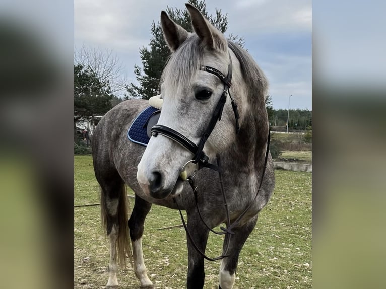 Más caballos centroeuropeos Mestizo Yegua 6 años 160 cm Tordo in Lidzbark