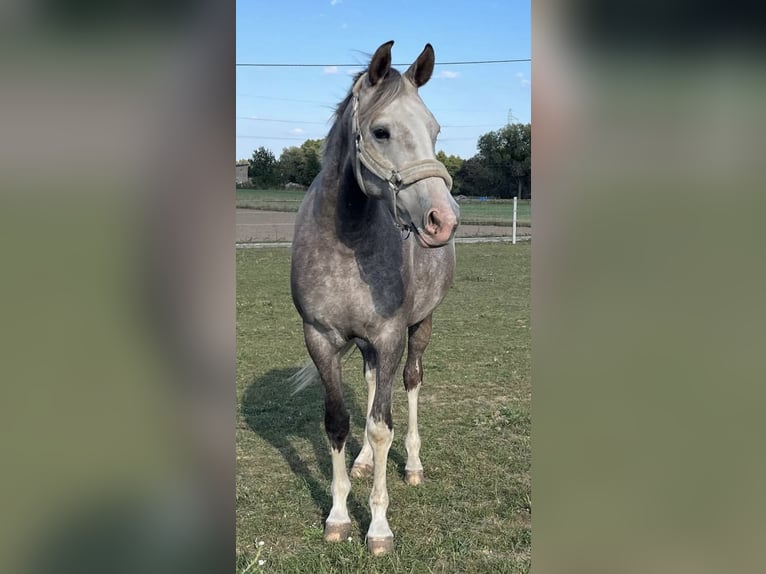 Más caballos centroeuropeos Mestizo Yegua 6 años 160 cm Tordo in Lidzbark