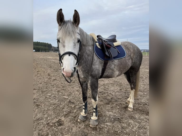 Más caballos centroeuropeos Mestizo Yegua 6 años 160 cm Tordo in Lidzbark