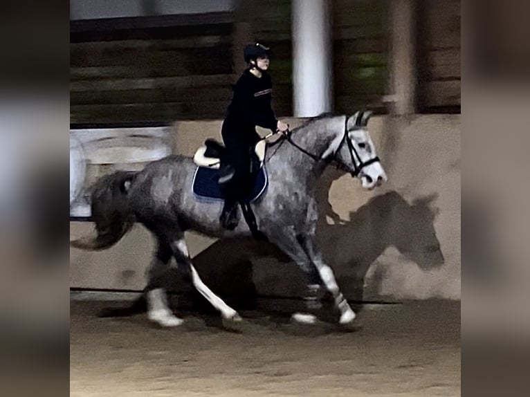 Más caballos centroeuropeos Mestizo Yegua 6 años 160 cm Tordo in Lidzbark