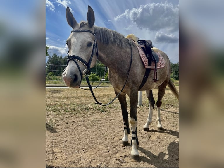 Más caballos centroeuropeos Mestizo Yegua 6 años 160 cm Tordo in Lidzbark