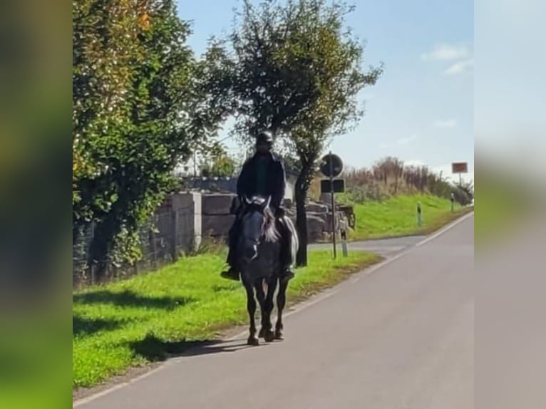 Más caballos centroeuropeos Yegua 6 años 160 cm Tordo rodado in Buttstädt