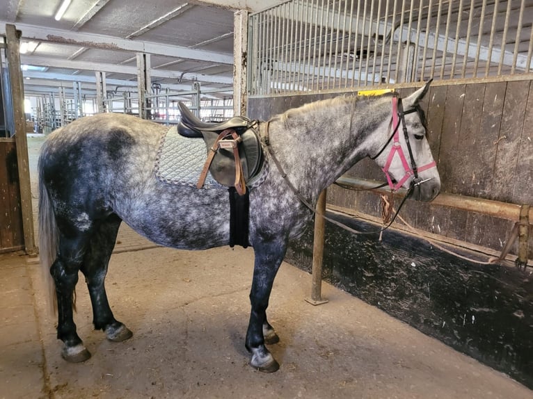 Más caballos centroeuropeos Yegua 6 años 160 cm Tordo rodado in Buttstädt