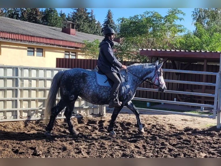 Más caballos centroeuropeos Yegua 6 años 160 cm Tordo rodado in Buttstädt