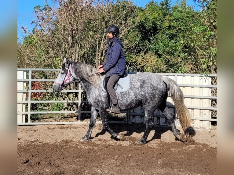 Más caballos centroeuropeos Yegua 6 años 160 cm Tordo rodado in Buttstädt