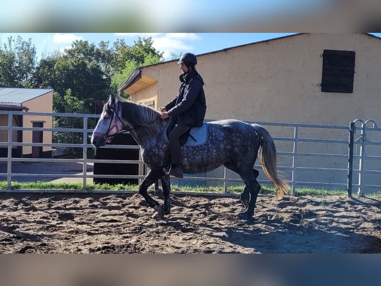 Más caballos centroeuropeos Yegua 6 años 160 cm Tordo rodado in Buttstädt