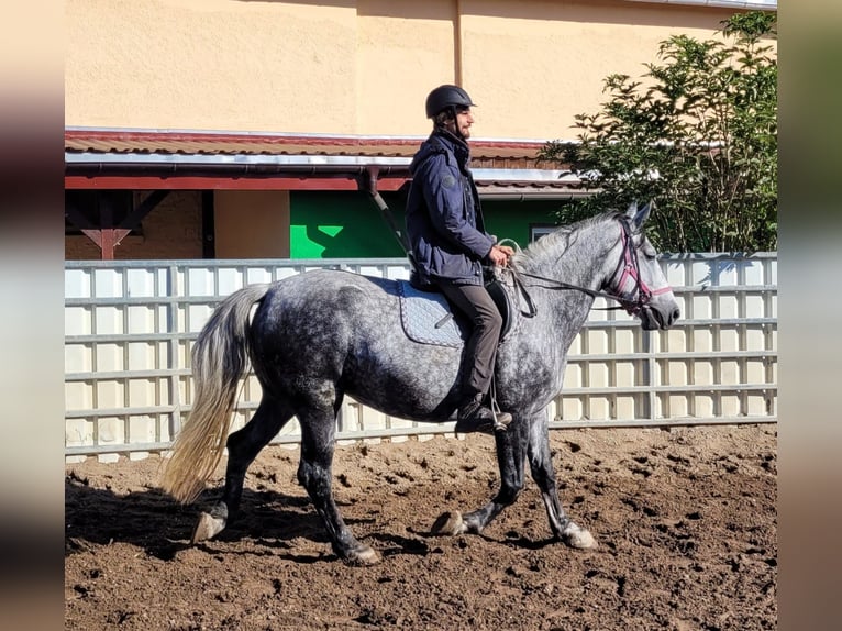 Más caballos centroeuropeos Yegua 6 años 160 cm Tordo rodado in Buttstädt