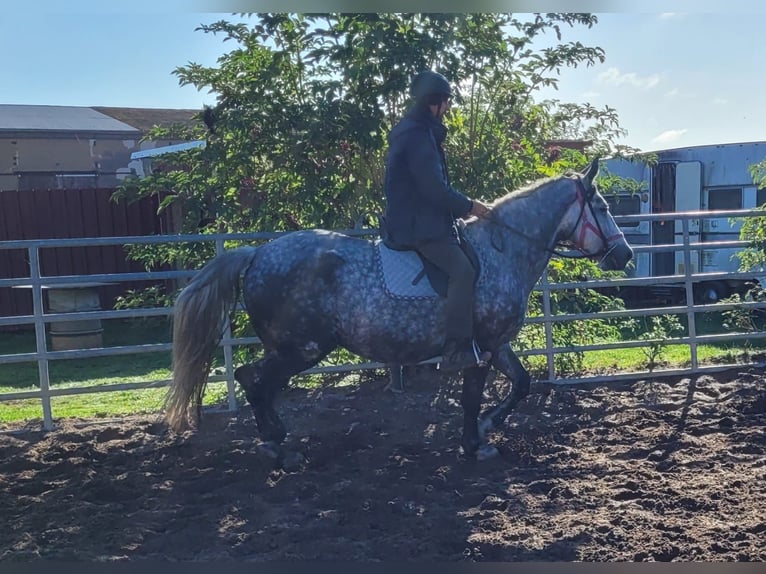 Más caballos centroeuropeos Yegua 6 años 160 cm Tordo rodado in Buttstädt