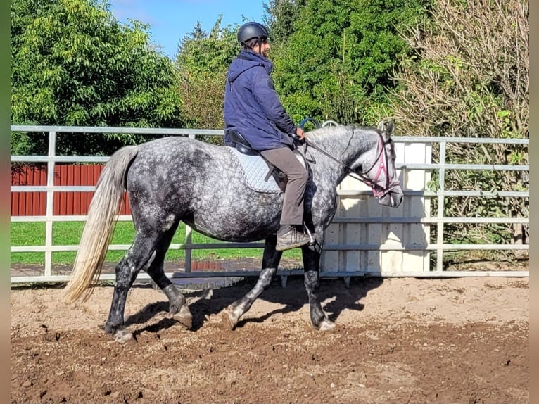 Más caballos centroeuropeos Yegua 6 años 160 cm Tordo rodado in Buttstädt