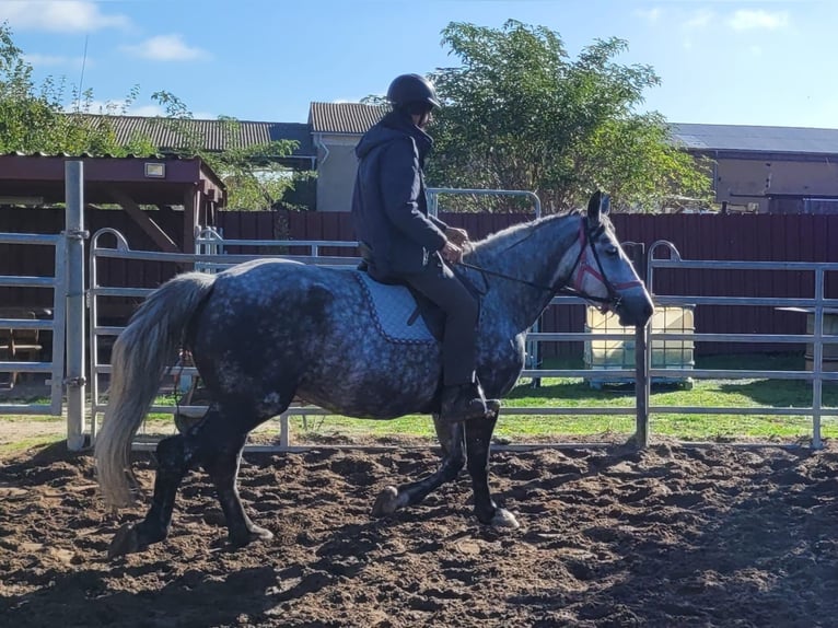 Más caballos centroeuropeos Yegua 6 años 160 cm Tordo rodado in Buttstädt