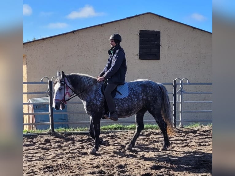 Más caballos centroeuropeos Yegua 6 años 160 cm Tordo rodado in Buttstädt