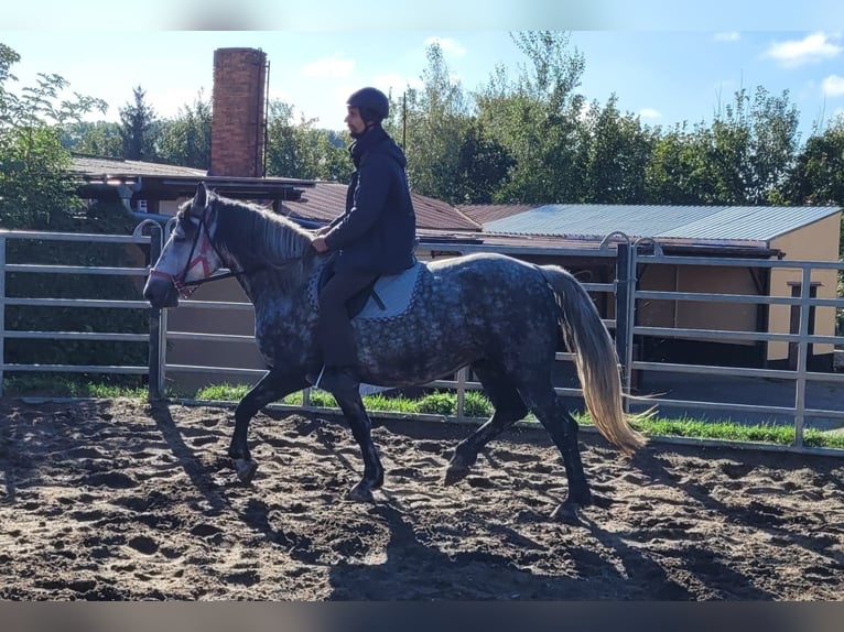 Más caballos centroeuropeos Yegua 6 años 160 cm Tordo rodado in Buttstädt